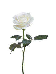 Obraz premium pojedyncza biała róża na białym tle