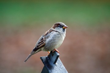 Fototapeta premium Spatz