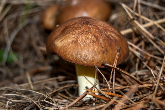Mushrooms between dry pine needles