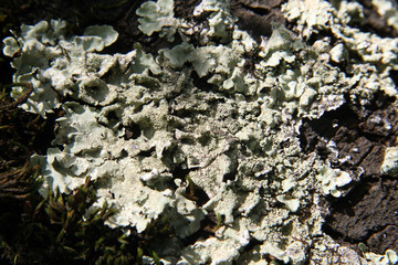 Lichen / Blue lichen on a tree
