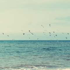 Seagulls are flying over the ocean