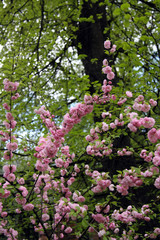 Sakura / Blossoming cherry branch in May (Moscow)
