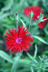 Cloves / Red carnation in a small garden in Moscow
