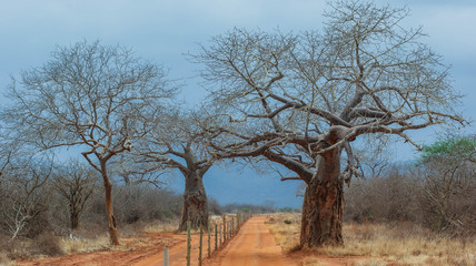 Fototapeta na wymiar Straße in der Savanne mit Affenbrotbäumen