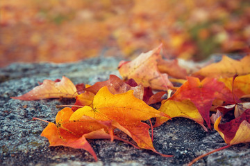 Fallen maple leaves on a rock on an autumn morning
