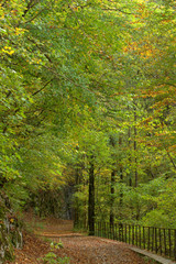 Fototapeta premium sentier de forêt en automne
