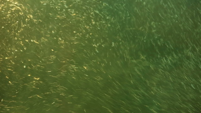 Underwater green river swirling with air bubbles HD 7986