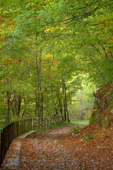 sentier de forêt en automne