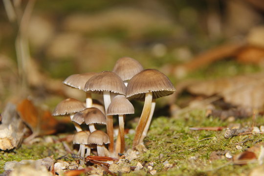 Inedible Mushrooms in the moss in the Guilleries