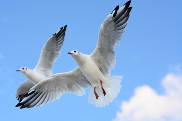 Fototapeta premium Mewa nad morzem bałtyckim w Świnoujściu 