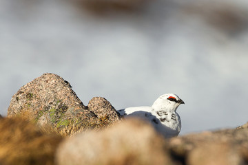 Ptarmigan on rocks