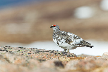 Ptarmigan on rocks