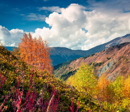 Colorful autumn morning in the Caucasus mountains