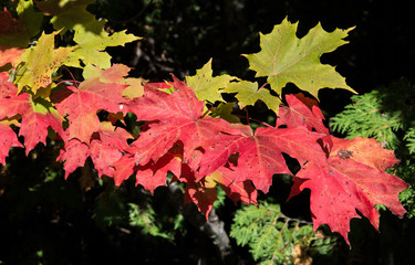 Red and yellow maple leaves in autumn in a forest in northern Michigan