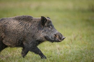 Wild boar running