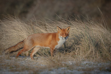 Red fox in long coastal grass