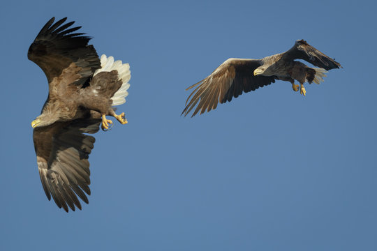 Two sea eagles in flight
