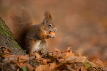 Naklejka na ściany i meble Squirrel in autumn