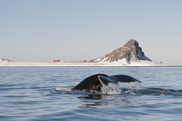 Obraz premium Humpback Whale tail