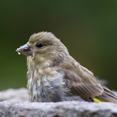 Bird feeding sunflower seeds from the feeder. Greenfinch. Cardue