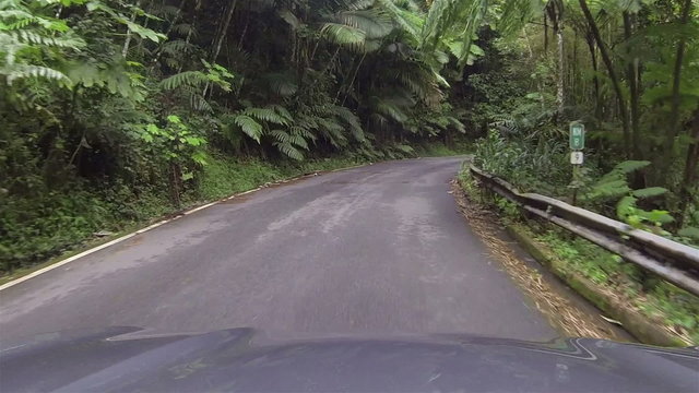 Travel drive POV Rainforest road Puerto Rico HD 0242