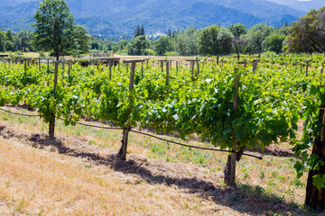 Fototapeta na wymiar Vineyard Grape Growing