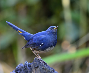 Male of White-bellied Redstart (Hodgsonius phaenicuroides) stand