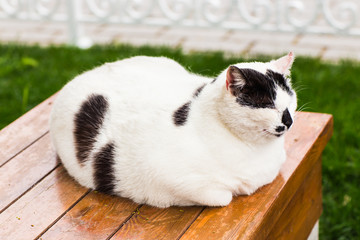 fat cat sitting