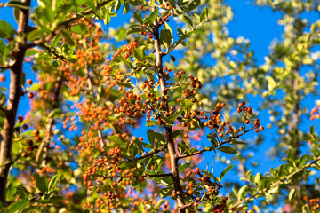 Small orange berries spreaded out on the branches.