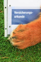 Versicherungsvertrag mit Hundepfote, vertikal