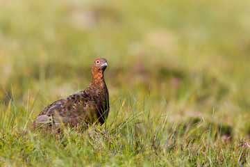Red Grouse