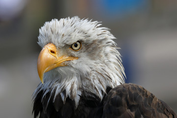 Old american eagle