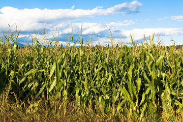 Corn growing in the field on a background of blue sky and white clouds.