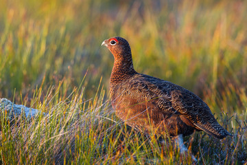 Red Grouse - 93947911