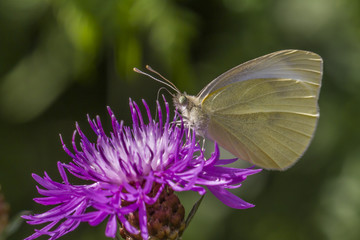 Kleiner Kohlweißling (Pieris rapae)