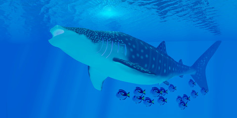 Whale Shark Feeding - Whale sharks are the largest shark in the ocean but feed on the smallest plankton creatures.