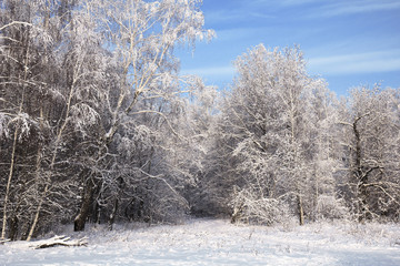 landscape in snow against blue sky. Winter scene.