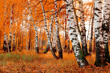 orange birch grove