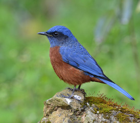 Rufous-bellied rock-thrush, beautiful red and blue bird standing