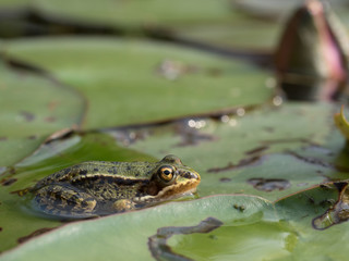Frosch