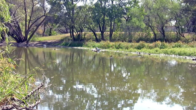 City park pond and pollution Zoom In HD