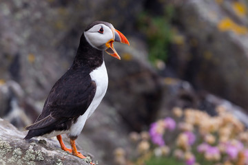 Puffin with flowers