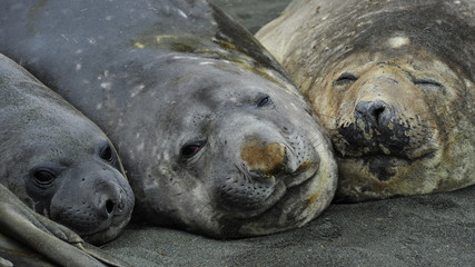 Three Elaphant Seals