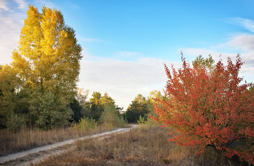 Autumn. Forest in autumn. Autumn Trees and Leaves in sun light.