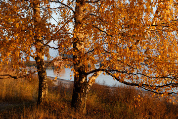 Fototapeta na wymiar Golden birches
