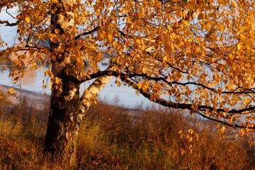 Fototapeta premium Golden birches