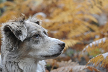 Hütehund vor herbstlichen Farn