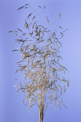 Studio shot of a dry grass panickles