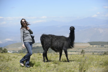 Fototapeta premium A woman is approaching a llama. 