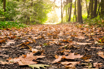 Naklejka premium Dried oak leaves on a trail in the forest. Sunlight at the end of the trail. Perspective view from ground level with blurred background.